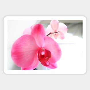 Pink orchids Sticker